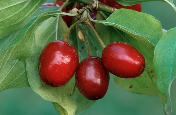 Cornelian Cherry Cornus Mas Fruits North Rhine Westphalia Germany Europe — Fotografia de Stock
