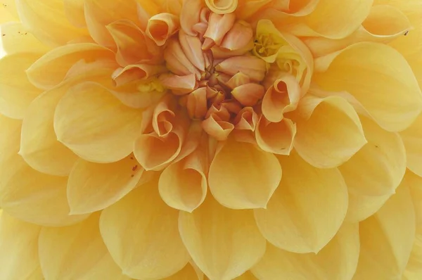 Dahlia Flower Close View Summer Concept — Fotografia de Stock