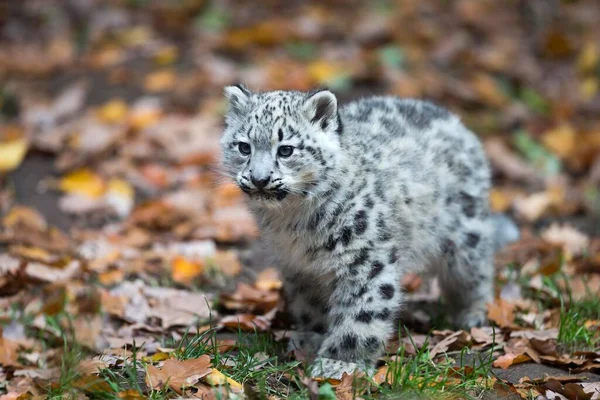 Snow Leopard Uncia Uncia Cub Captive — Stock fotografie