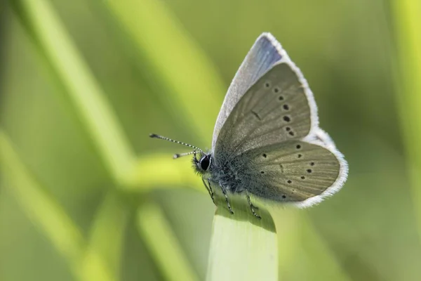 Small Blue Butterfly Cupido Minimus Perching Grass Stem South Wales — Φωτογραφία Αρχείου