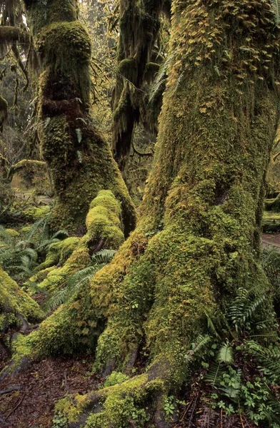 Alberi Ricoperti Muschio Nella Foresta Pluviale Hoh Del Parco Nazionale — Foto Stock