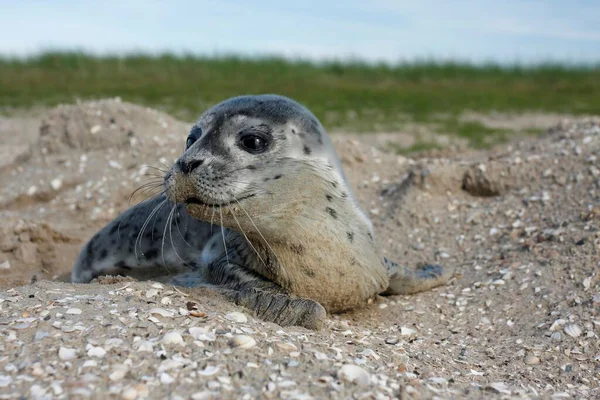 Harbour Seal Phoca Vitulina Pup East Frisian Islands East Frisia — Stockfoto