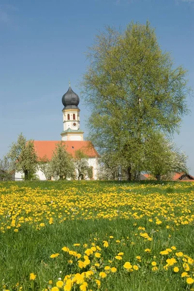 Dandelion meadow in front of the parish church of Jakobsberg, Upper Bavaria, Bavaria, Germany, Europe