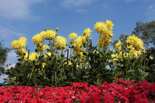 Dahlia Och Busy Lizzies Dahlia Hybrida Impatiens Walleriana — Stockfoto