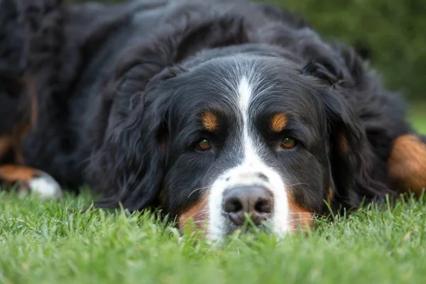 Berner Sennenhond Hond Canis Lupus Familiaris Liggend Een Weiland Portret — Stockfoto