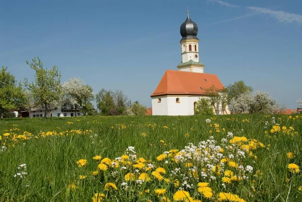 Dandelion meadow in front of the parish church of Jakobsberg, Upper Bavaria, Bavaria, Germany, Europe