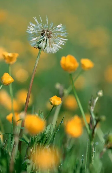 Tall Buttercup Ranunculus Acris Dandelion Fruiting North Rhine Westphalia Dandelion — Fotografia de Stock