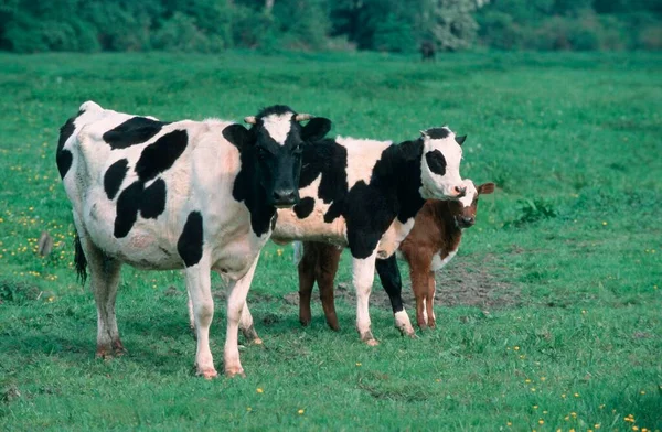 Krowa Cielętami Pastwisku Krowy Krowy Cielęta Nadrenia Północna Westfalia Niemcy — Zdjęcie stockowe