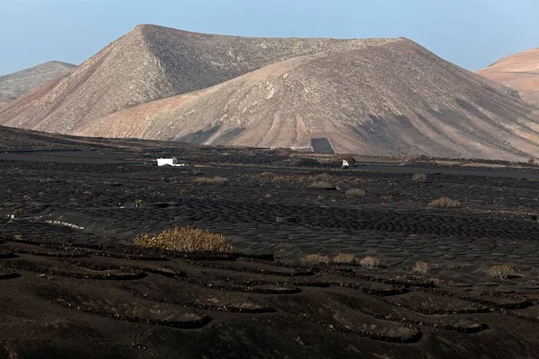 Volcanic Landscape Vineyard Geria Uga Lanzarote Canary Islands Spain Europe — Stockfoto