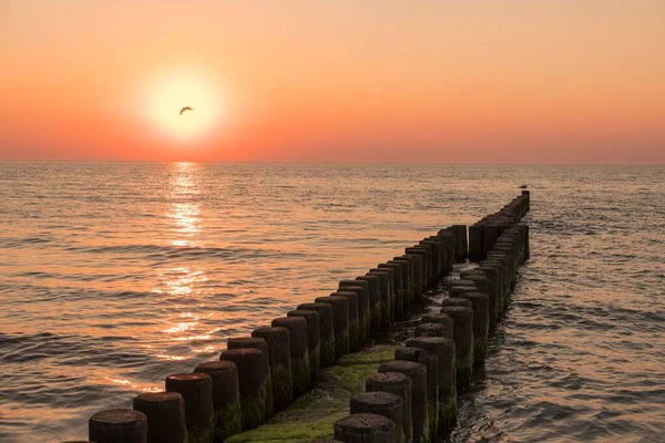Sea Groynes Sunset Ahrenshoop Mecklenburg Western Pomerania Germany Europe — Foto Stock
