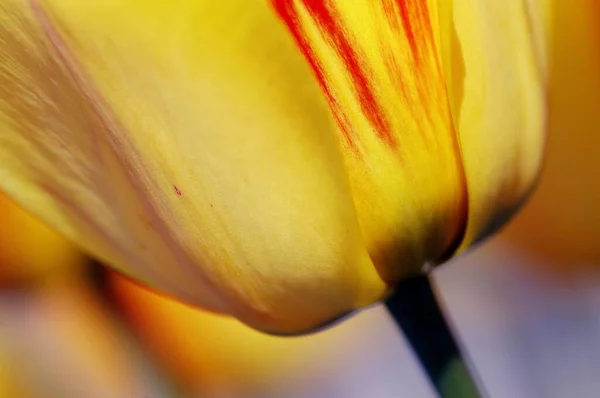 Tulip Detail Image Close View — Stockfoto