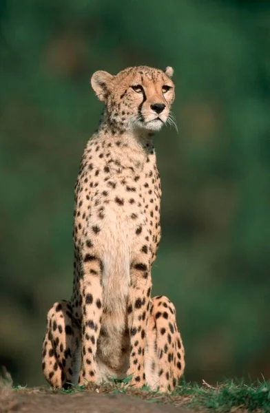 Cheetah Acinonyx Jubatus Perto — Fotografia de Stock
