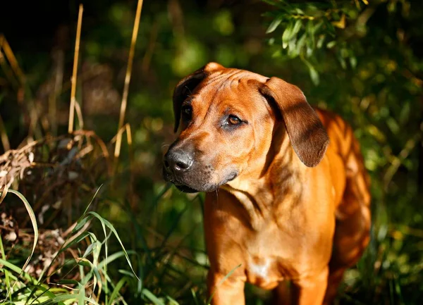 Rhodesian Ridgeback Male Puppy Weeks — ストック写真