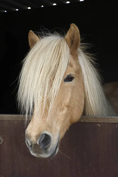 Iceland Horse Isabell Coloured Mare Looking Curiously Out Horse Box — ストック写真