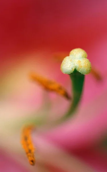 Den Lily Detail Květu Hemerocallis Hybrid — Stock fotografie