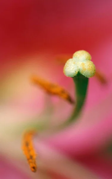 Dia Lily Detalhe Flor Híbrido Hemerocallis — Fotografia de Stock