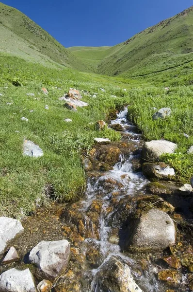 Creek Correndo Por Pastagens Tian Shan Quirguistão Ásia — Fotografia de Stock