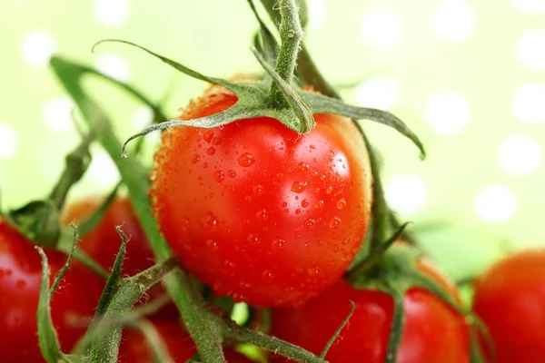 Primo Piano Pomodori Maturi Freschi Concetto Cibo — Foto Stock