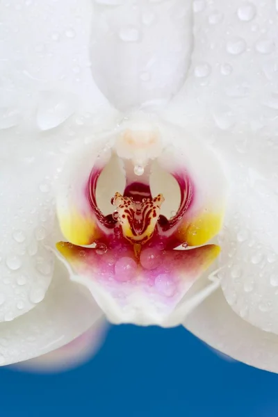 Phalaenopsis Orchid Close — стокове фото