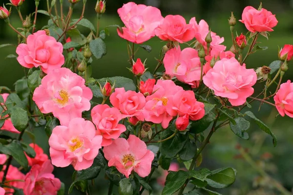 Shrub Rose Flowers Close View Summer Concept — Stockfoto