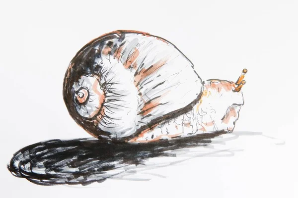 Snail Drawing Gerhard Kraus Kriftel Germany Europe — ストック写真