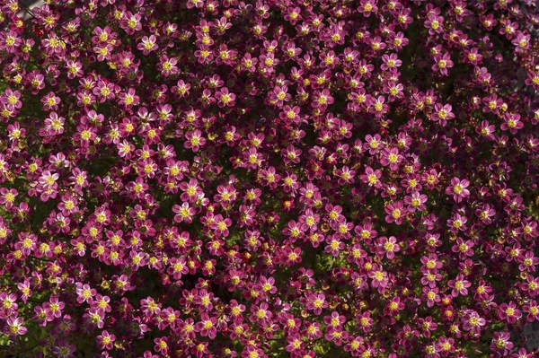 Saxifrage Saxifraga Arendsii Variety Purple Robe Bavaria Germany Europe — Stock fotografie