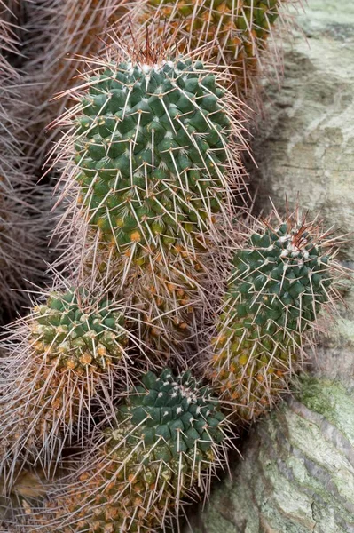 Cactus Mamillaria Compressa Close — Foto Stock