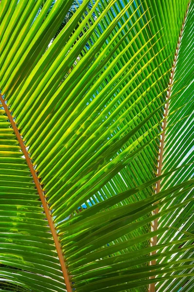 Palm leaf, coconut tree (Cocos nucifera), Arborek Island, Raja-Ampat, Western New Guinea, Indonesia, Asia