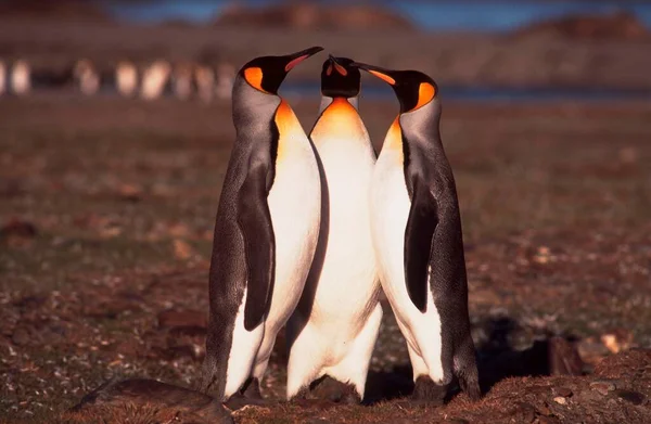 King Penguins Andrews Bay South Georgia Aptenodytes Patagonica — Stock Fotó