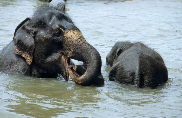 Young Elephants Playing Water Pinnawela Elephant Orphanage —  Fotos de Stock