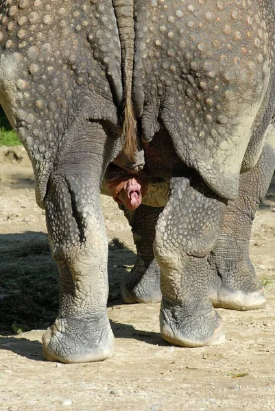 Indian Rhino Bull Erected Penis — Zdjęcie stockowe