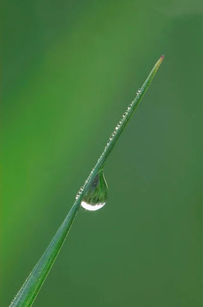 Druppels Water Sprietje Gras — Stockfoto