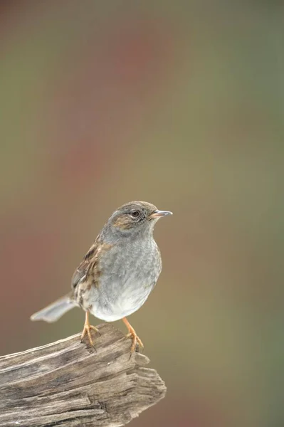 Dunnock Bird Blurred Background — Photo