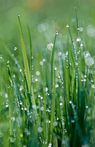 Blades Grass Drops Water Germany Europe — ストック写真
