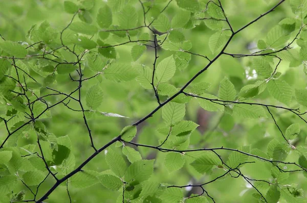 Beech Leaves Spring North Rhine Westphalia Germany Fagus Sylvatica — Stockfoto