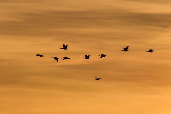 Greylag Geese Anser Anser Flight Front Evening Sky Ruegen Island — 图库照片