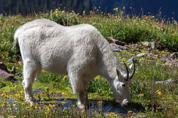 Mountain Goat Drinking Glacier National Park Rocky Mountains Montana Usa —  Fotos de Stock