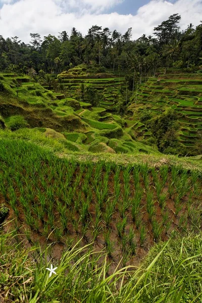 Rice Terraces Bali Indonesia Asia —  Fotos de Stock