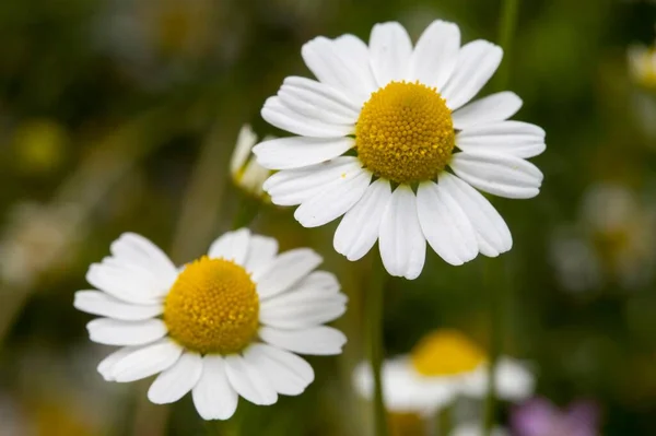 German Chamomile Flowers Close View Summer Concept — Stockfoto