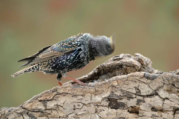 Starling Sturnus Vulgaris Close View — Photo