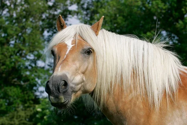 Haflinger Horse Close — стоковое фото