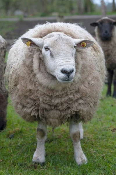 Texel Sheep Племенной Стад Западная Померания Германия Европа — стоковое фото