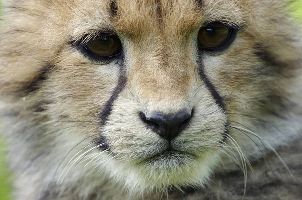 Portrait Young Cheetah Close View — 图库照片