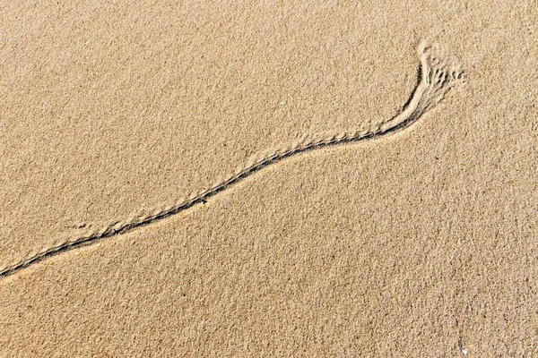 Animal Tracks Sand Dunes Mudflat North Sea North Holland Netherlands — Foto de Stock