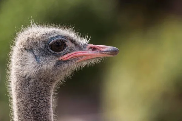 Ostrich Portrait Table Mountain National Park South Africa Africa — Stock Photo, Image
