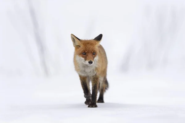 Red Fox Running Straight Line Snow Moravia Czech Republic Europe — Stock Photo, Image