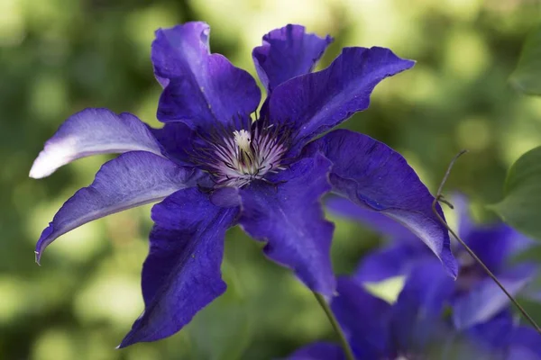 Blue Blossoms Clematis Bavaria Germany Europe — Foto Stock
