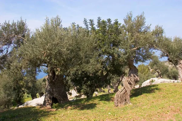 Olive Trees Growing Majorca — Fotografia de Stock