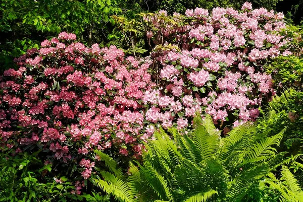 Blooming Rhododendron Flowers Close View Summer Concept — 图库照片