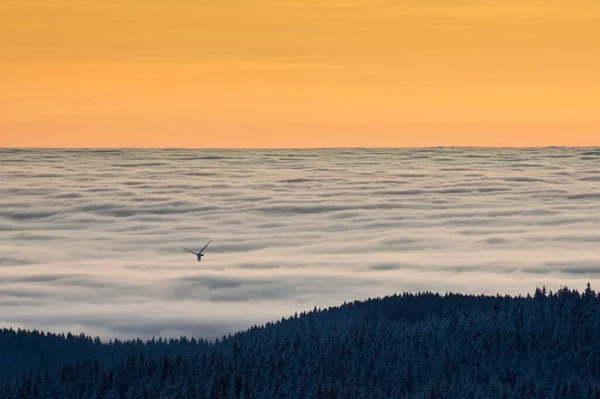 Wind Turbine Protruding Fog Seen Feldberg Mountain Sunrise Black Forest — ストック写真